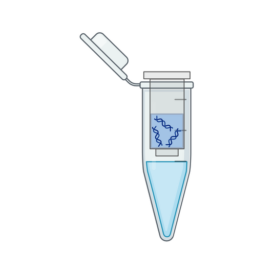 Plasmid Purification